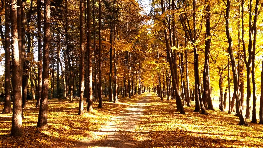 Dwor Sierakow (Lesser Poland)